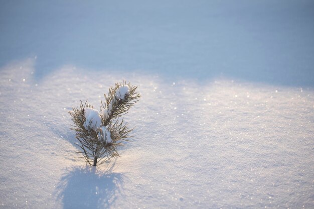 Una pequeña planta en la nieve tiene una pequeña planta en ella