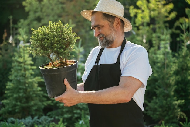 Pequeña planta en la olla El jardinero sénior está trabajando durante el día