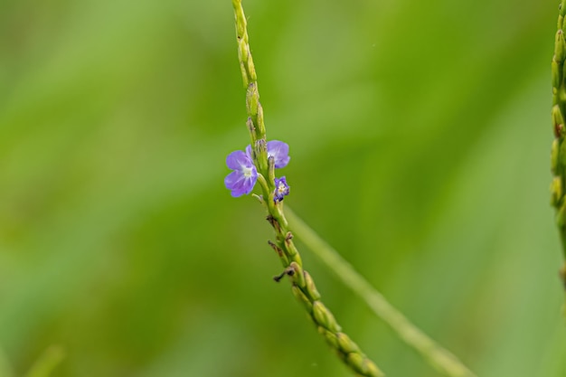 Pequena Planta Porterweed