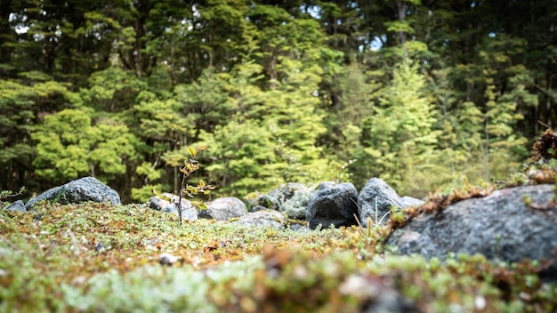 Pequeña planta en primer plano en kepler track parque nacional de fiordland nueva zelanda