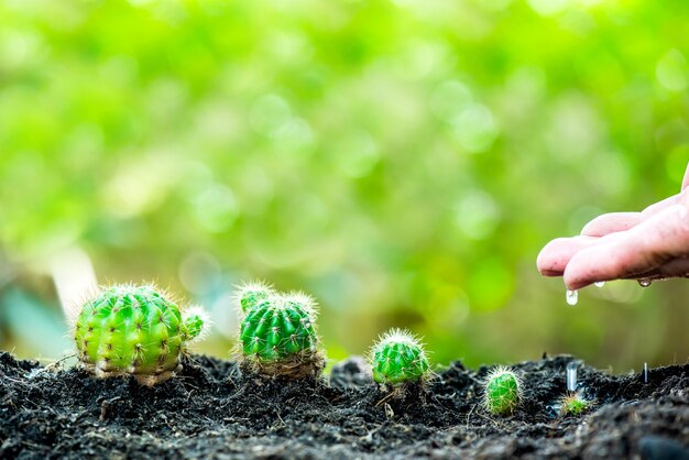 Pequeña planta que crece en el jardín. Nuevo comienzo del día. Salvar el medio ambiente y el nuevo concepto de vida de transformación.