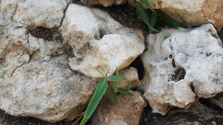 una pequeña planta que crece en una roca
