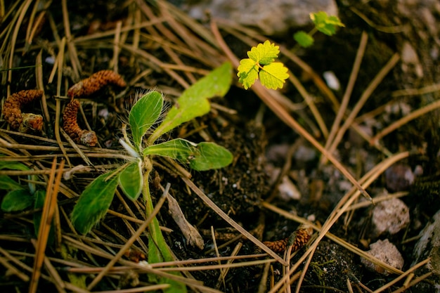 Pequeña planta que crece en el suelo