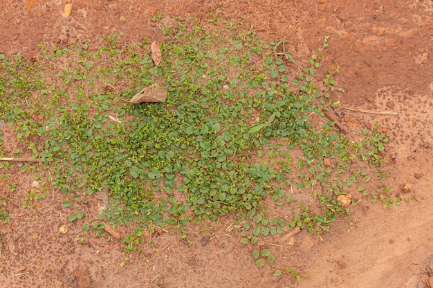 Pequeña planta rastrera verde