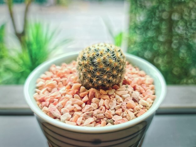 Pequeña planta suculenta en maceta con piedras de grava marrón roja