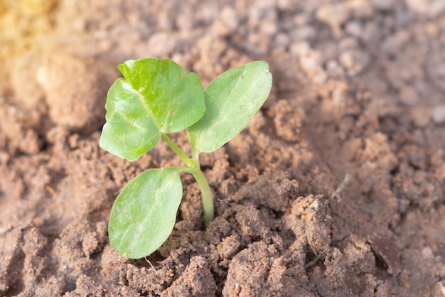 Una pequeña planta en el suelo con fondo borroso