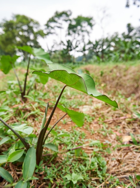 la pequeña planta de taro crece salvaje en el jardín