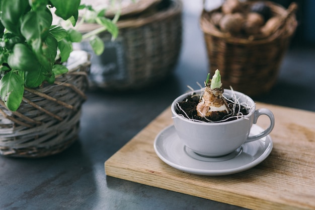 Pequeña planta en una taza