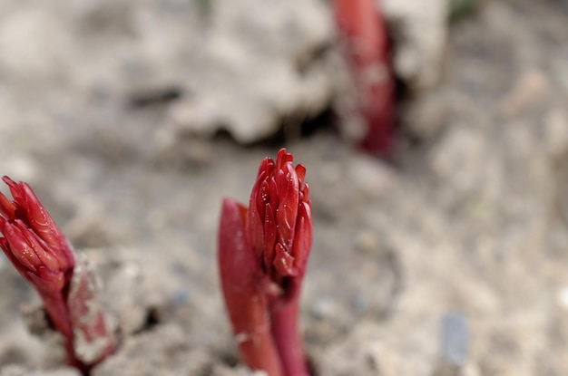 Una pequeña planta tiene brotes rojos.