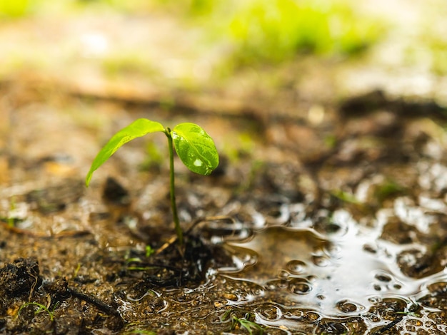 Foto pequeña planta verde con 2 hojas que crecen con tierra húmeda alrededor del bosque de puerto rico