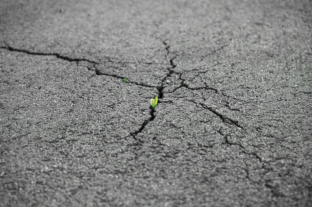 Una pequeña planta verde crece a través del suelo de asfalto urbano Planta verde que crece a partir de una grieta en el asfalto en la carretera