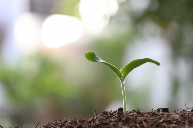 pequena planta verde crescente com solo marrom escuro