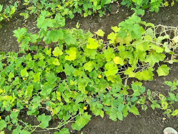 Pequeña planta verde en granja