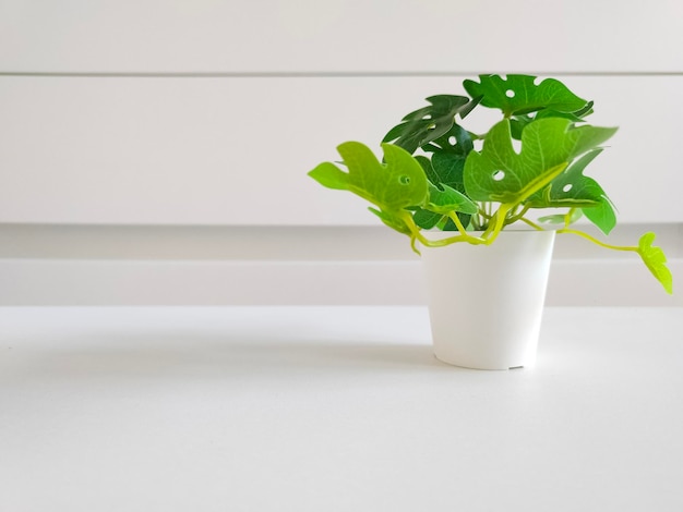 Pequeña planta verde en maceta en interior