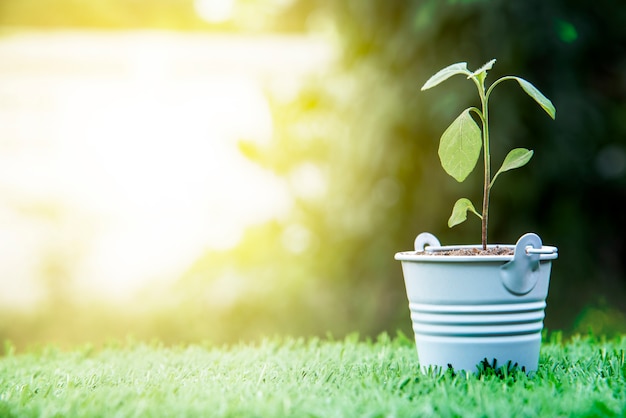 Pequena planta verde na cesta no campo de grama