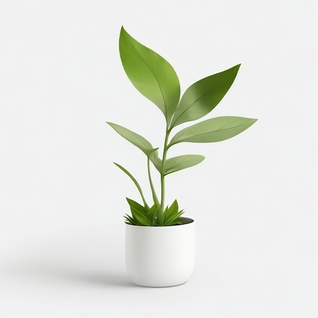 una pequeña planta verde sobre fondo blanco