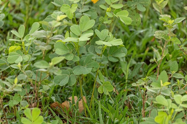 Pequeña planta verde