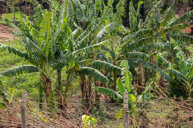 Pequeña plantación con árboles de plátano