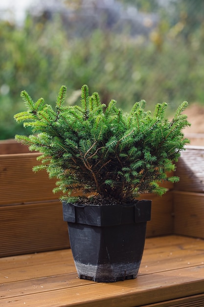 Una pequeña plántula de abeto decorativo en una maceta sobre un banco de madera preparado para plantar en una casa de verano