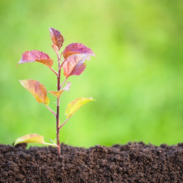 Pequeña plántula plantada en concepto de ecología de suelo fértil