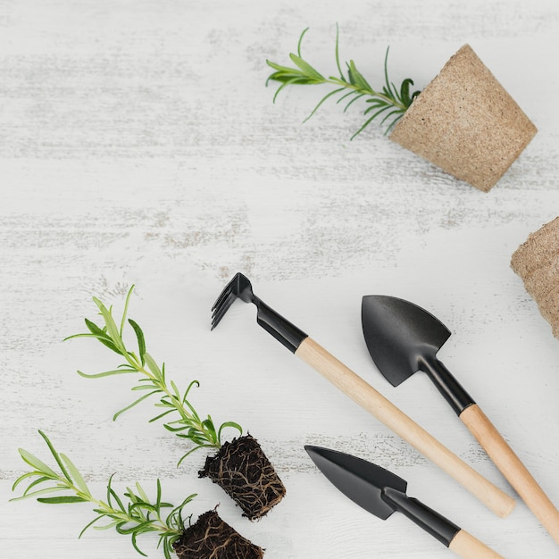 Foto pequeña plántula de romero en suelo negro junto a las herramientas de jardín y macetas artesanales sobre fondo blanco.