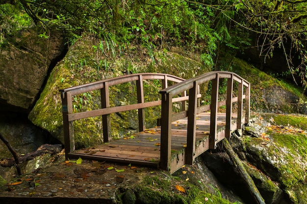 Pequena ponte de madeira na floresta tropical