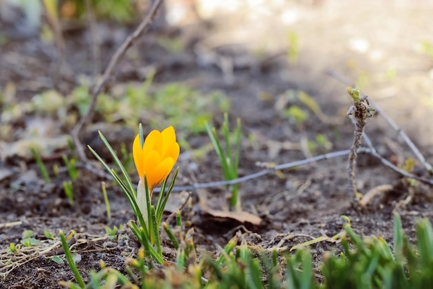 Pequeña primera flor de primavera en la tierra de cerca