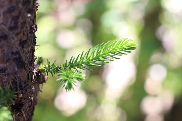 pequeña rama de pino brota del tronco del árbol