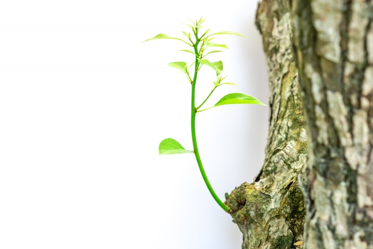 Foto pequeña ramita que crece en el tronco del árbol