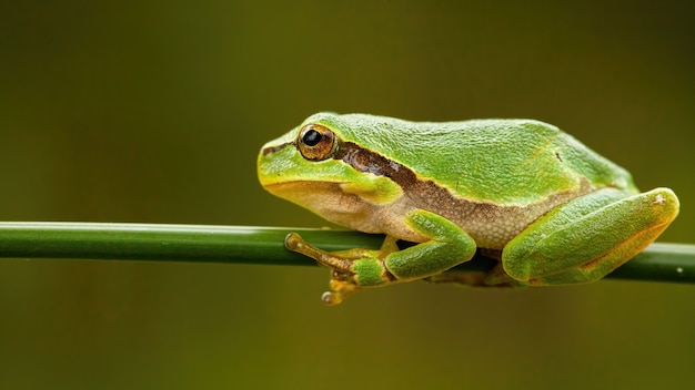 Pequeña rana arbórea europea que se sienta en la lámina de la hierba verde en verano