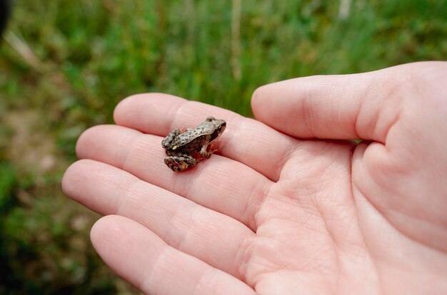 Una pequeña rana en la mano de un hombre