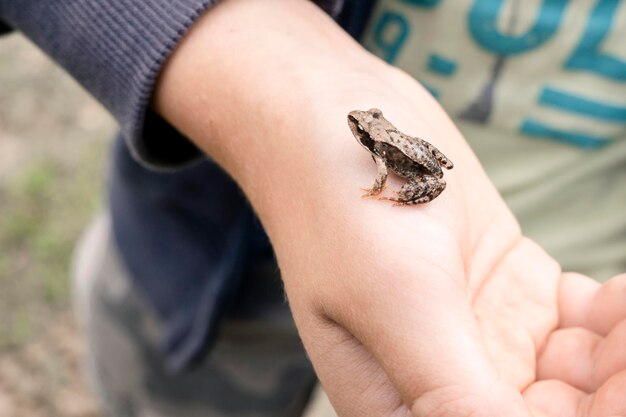 Una pequeña rana en la mano de un hombre