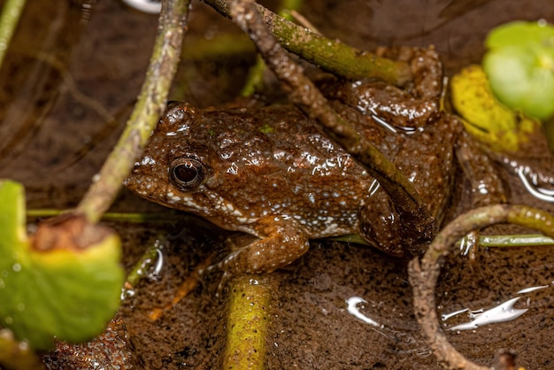 Pequeña rana del sur