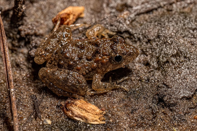 Pequeña rana del sur