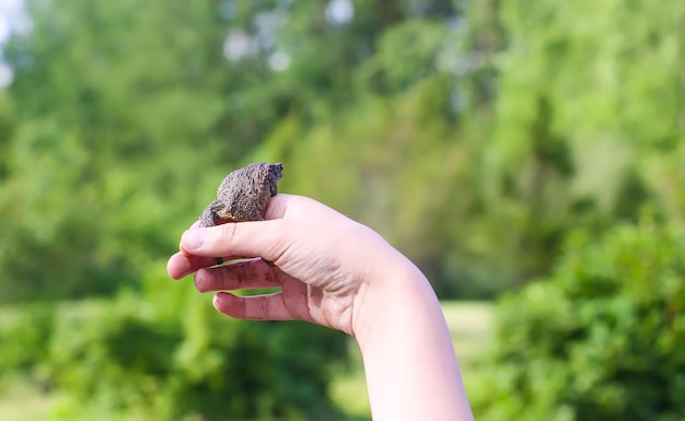 Una pequeña rana verde en la mano de un niño.