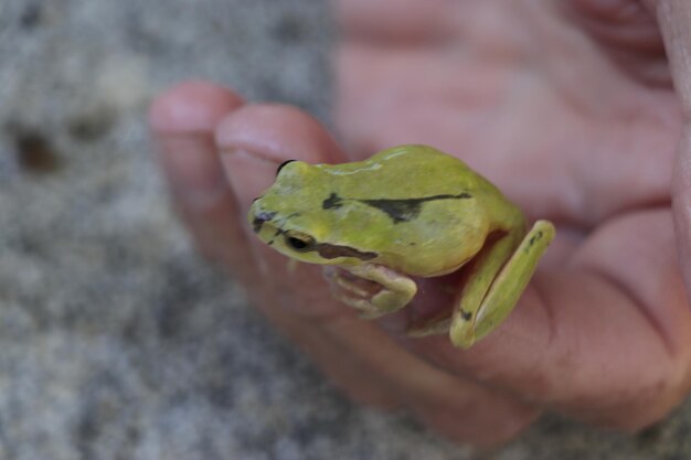 una pequeña rana verde en mi mano