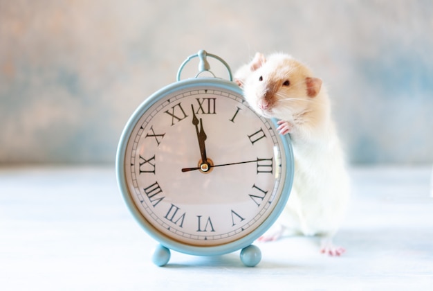 Pequeña rata blanca linda, el ratón se sienta en relojes antiguos.