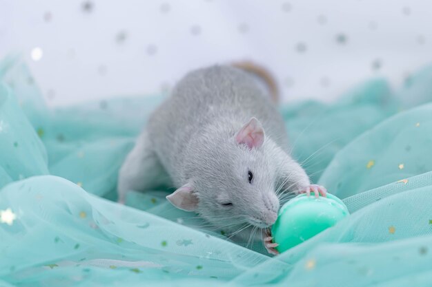 Una pequeña rata decorativa gris linda se sienta entre pliegues de tela ligera y aireada menta con lentejuelas.