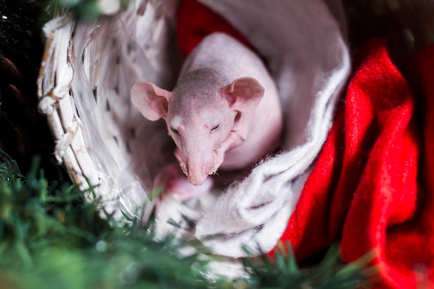 La pequeña rata se lava de la decoración de Año Nuevo