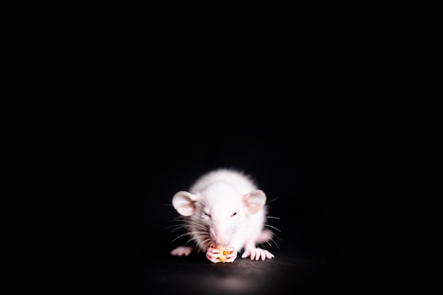 Foto pequeña rata linda que come una galleta, rata del animal doméstico que come un convite. mascota de roedor esponjoso con pequeñas manos sosteniendo alimentos.