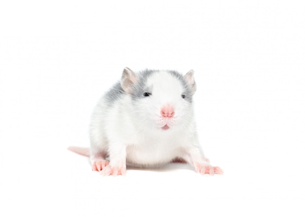 pequeña rata sobre un fondo blanco