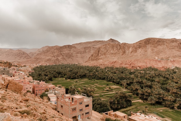 Pequeña región de vegetación en el desierto.