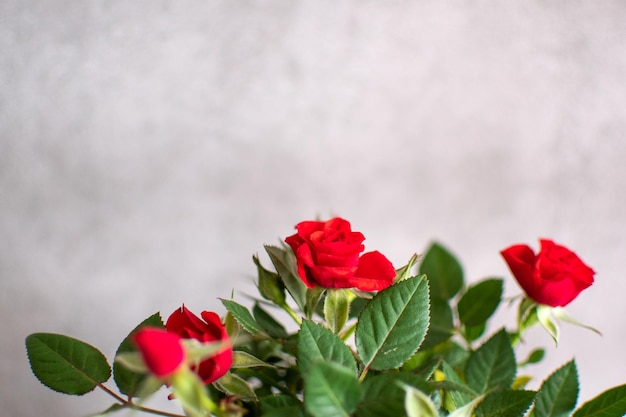 Pequena roseira com flores vermelhas Copie o fundo do espaço