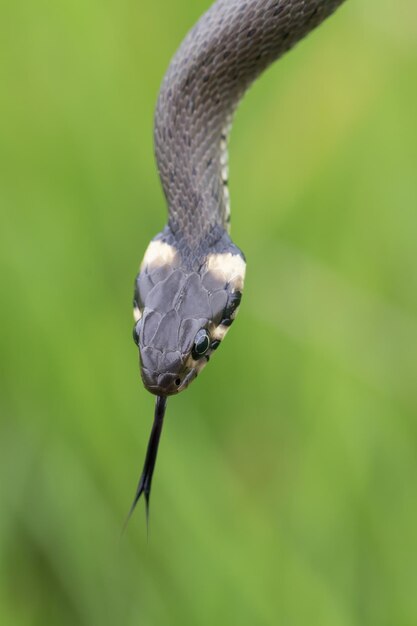 Foto pequeña serpiente inofensiva serpiente de hierba natrix natrix