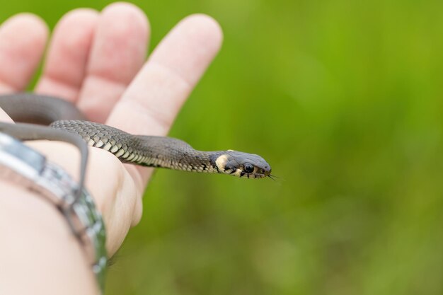 Foto pequeña serpiente inofensiva serpiente de hierba natrix natrix