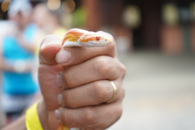 Pequeña serpiente naranja sostenida por un ser humano