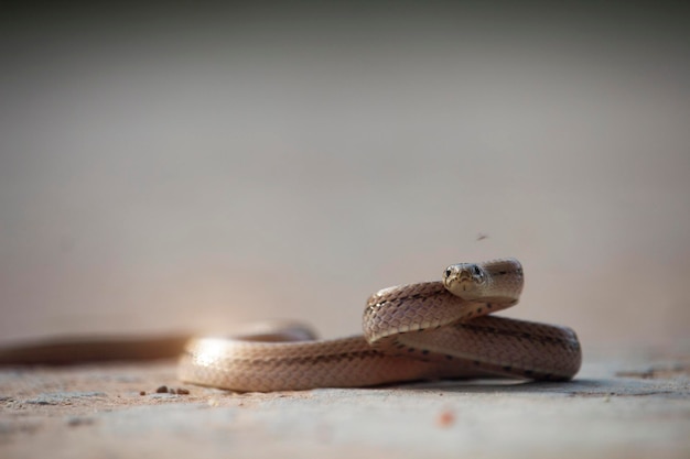 Una pequeña serpiente en el suelo de cemento.