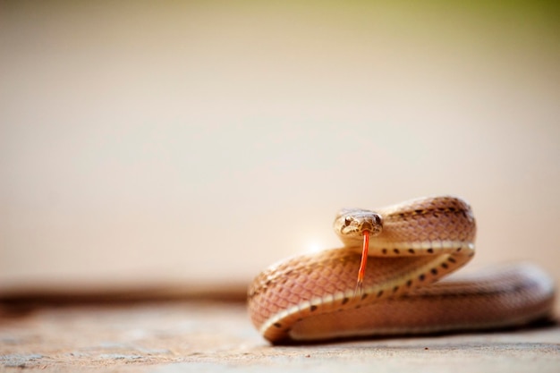 Una pequeña serpiente en el suelo de cemento.