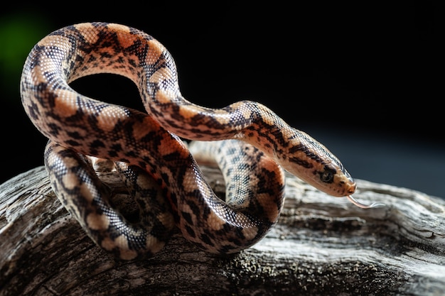 Una pequeña serpiente en el suelo.