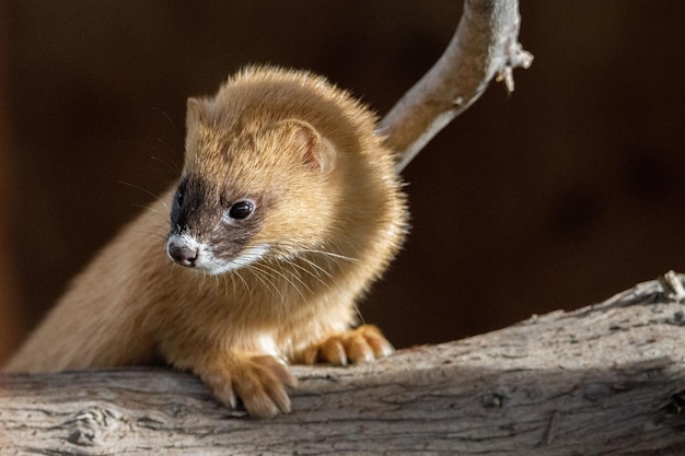 Pequena skunk siberiana empoleirada na madeira